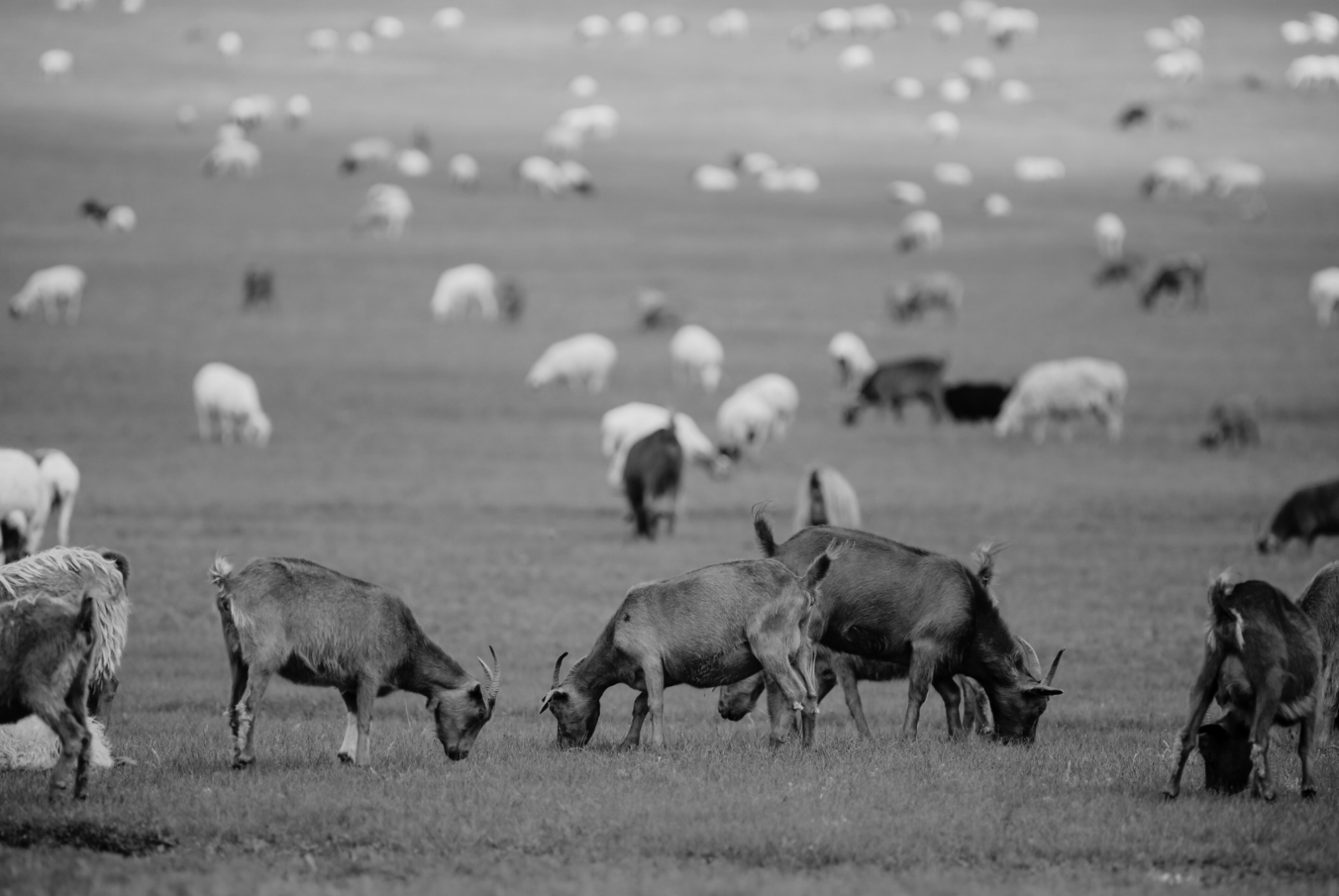 Энэ хаврын ноолуур...